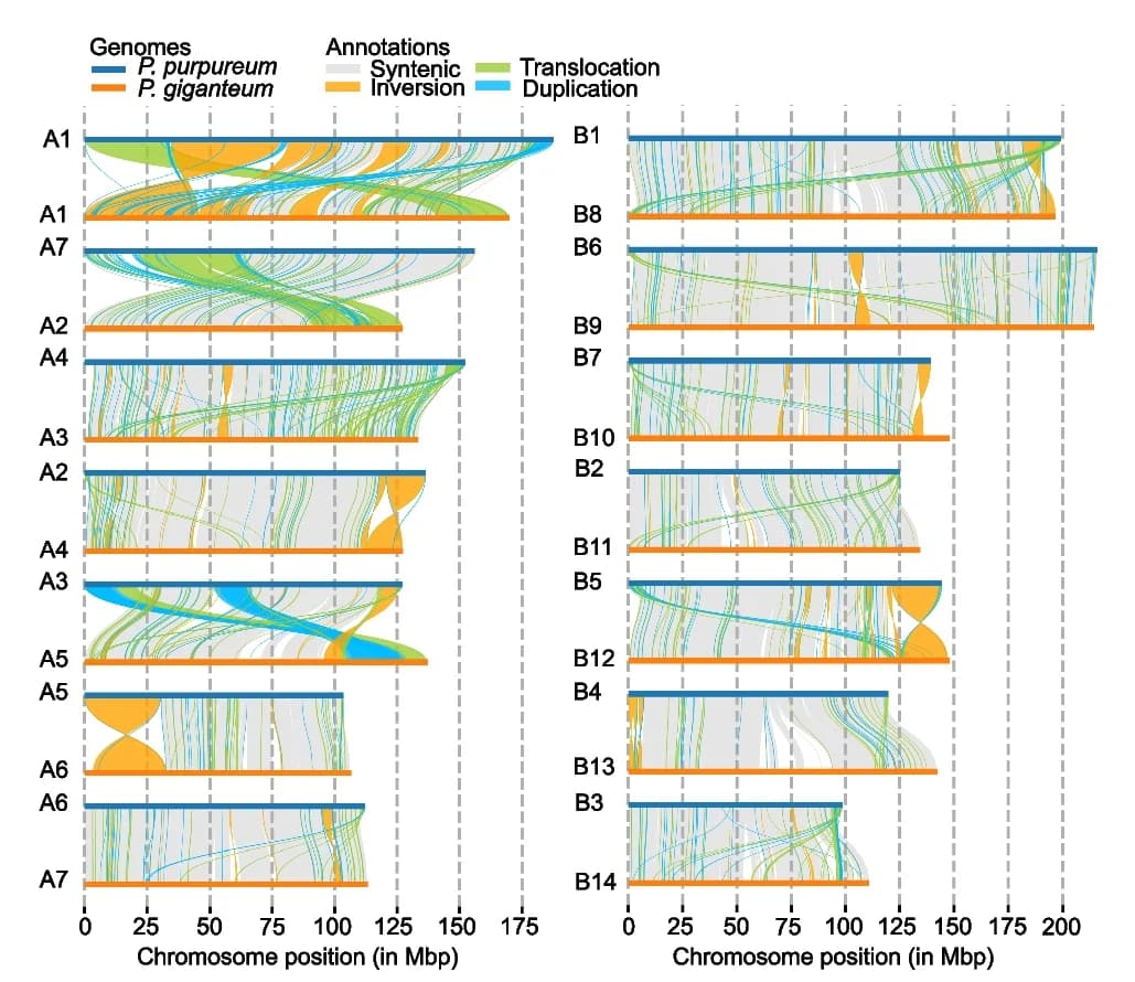 Open access visualization of Sankey, Network, Genome Structural Rearrangements, Syntenic Regions, Inversions