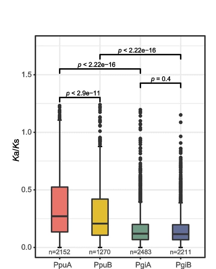 Open access visualization of Box Plot, Nonsynonymous to Synonymous Substitution Ratios, Subgenomes, Box and Whisker Plot