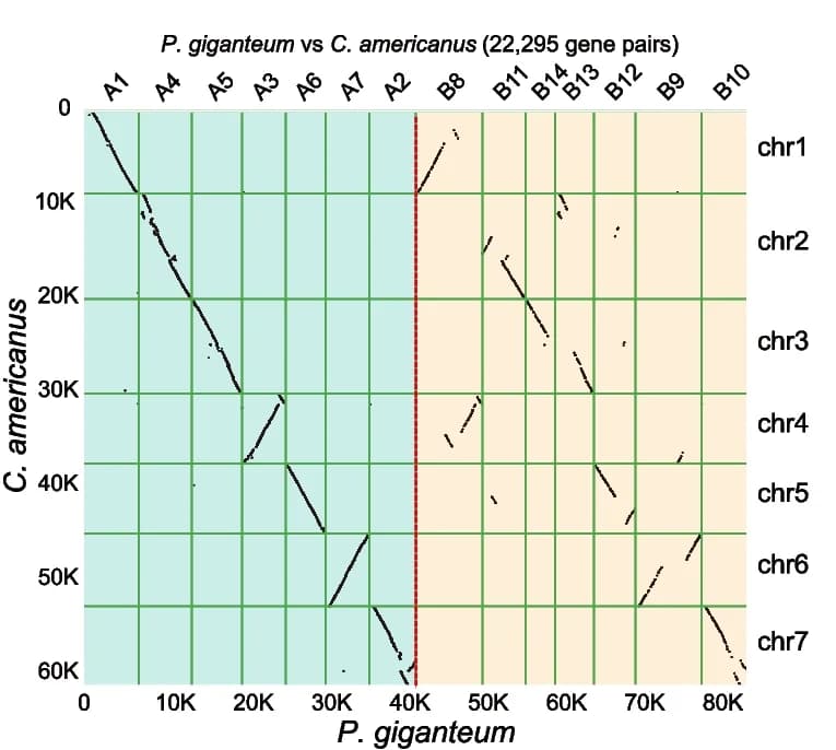 Open access visualization of Scatter Plot, Genome-wide Synteny Analysis, Pennisetum giganteum, Cenchrus americanus