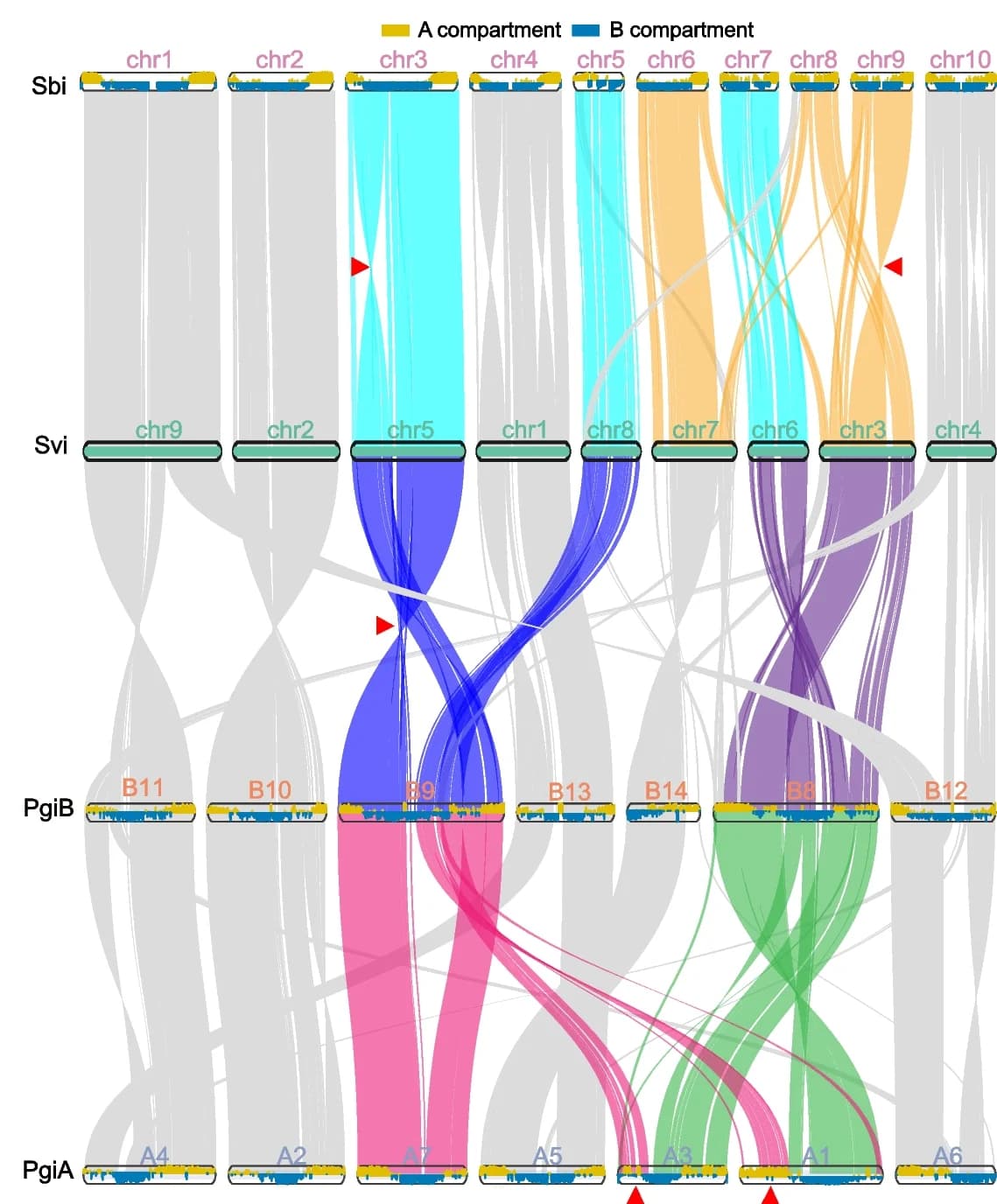 Open access visualization of Sankey, Chromosome Number Evolution, Genome-wide Comparison, Grass Species, Syntenic Blocks