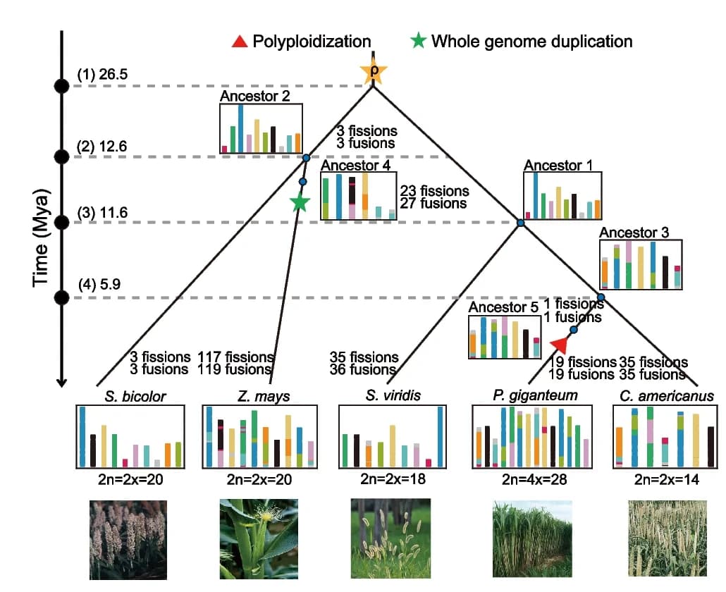 Open access visualization of Workflow, Bar Plot, Photo, Ancestral Grass Karyotype, Pennisetum giganteum