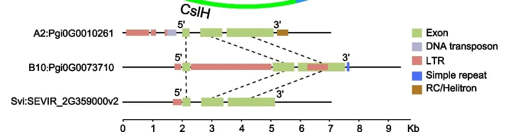 Open access visualization of Illustration, Gene Structures, Homologous Genes, Cellulose Synthase, Subgenomes