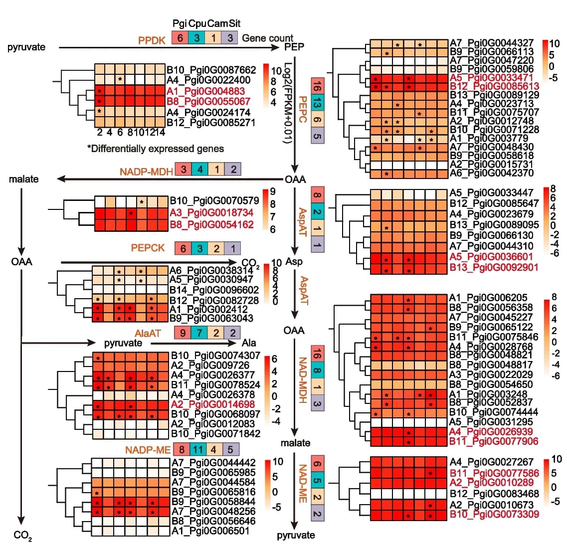 Open access visualization of Heatmap, Clustered, Workflow, C4 Photosynthesis, Gene Expression