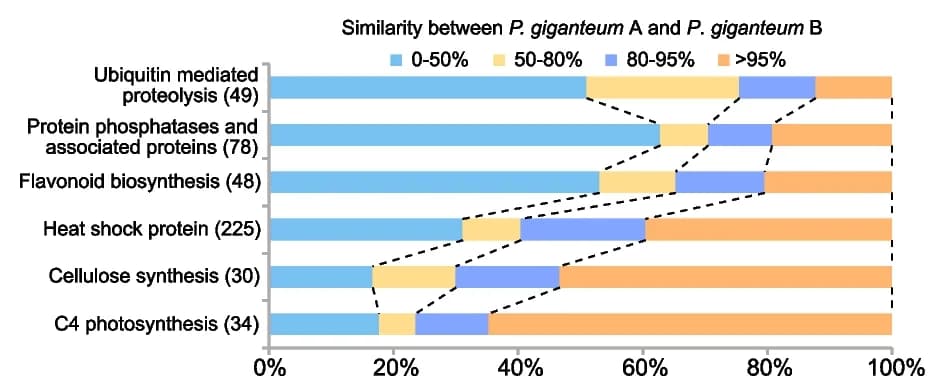 Open access visualization of Stacked Bar Plot, Similarity Analysis, Homologous Genes, Subgenomes