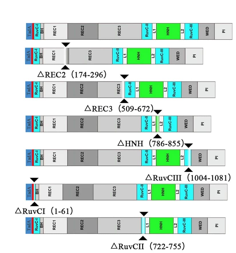 Open access visualization of Illustration, Domain Deletion, ABE8.17