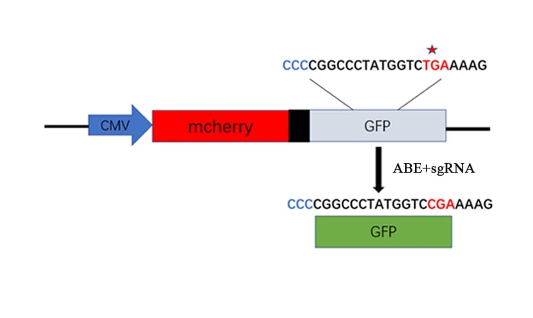 Open access visualization of Workflow, mCherry, EGFP, Reporter