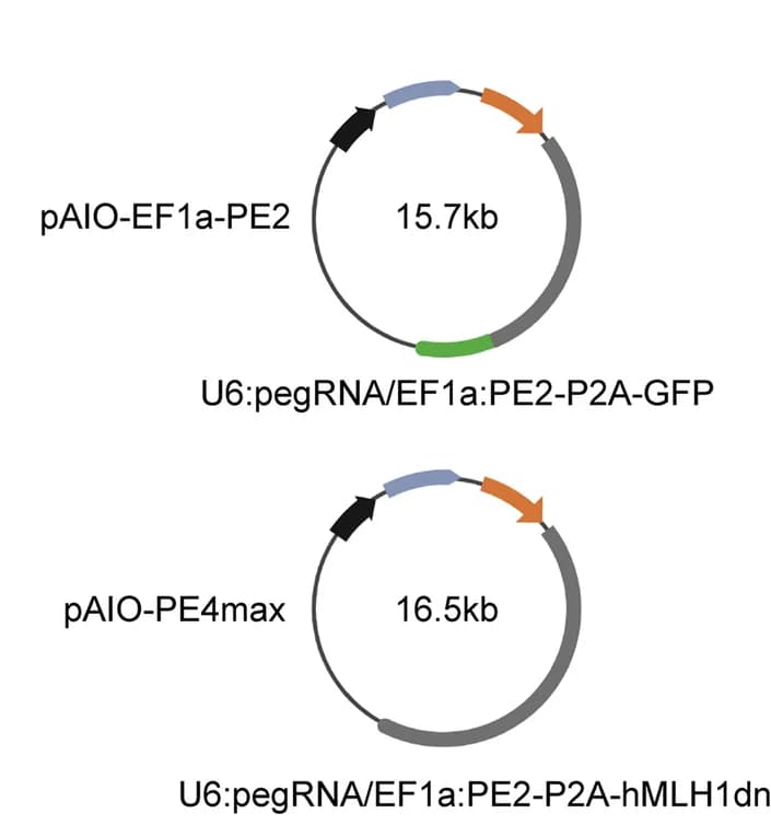 Open access visualization of Illustration, Plasmids, EF-1α Promoter, pAIO-PE2-GFP, pAIO-PE4max