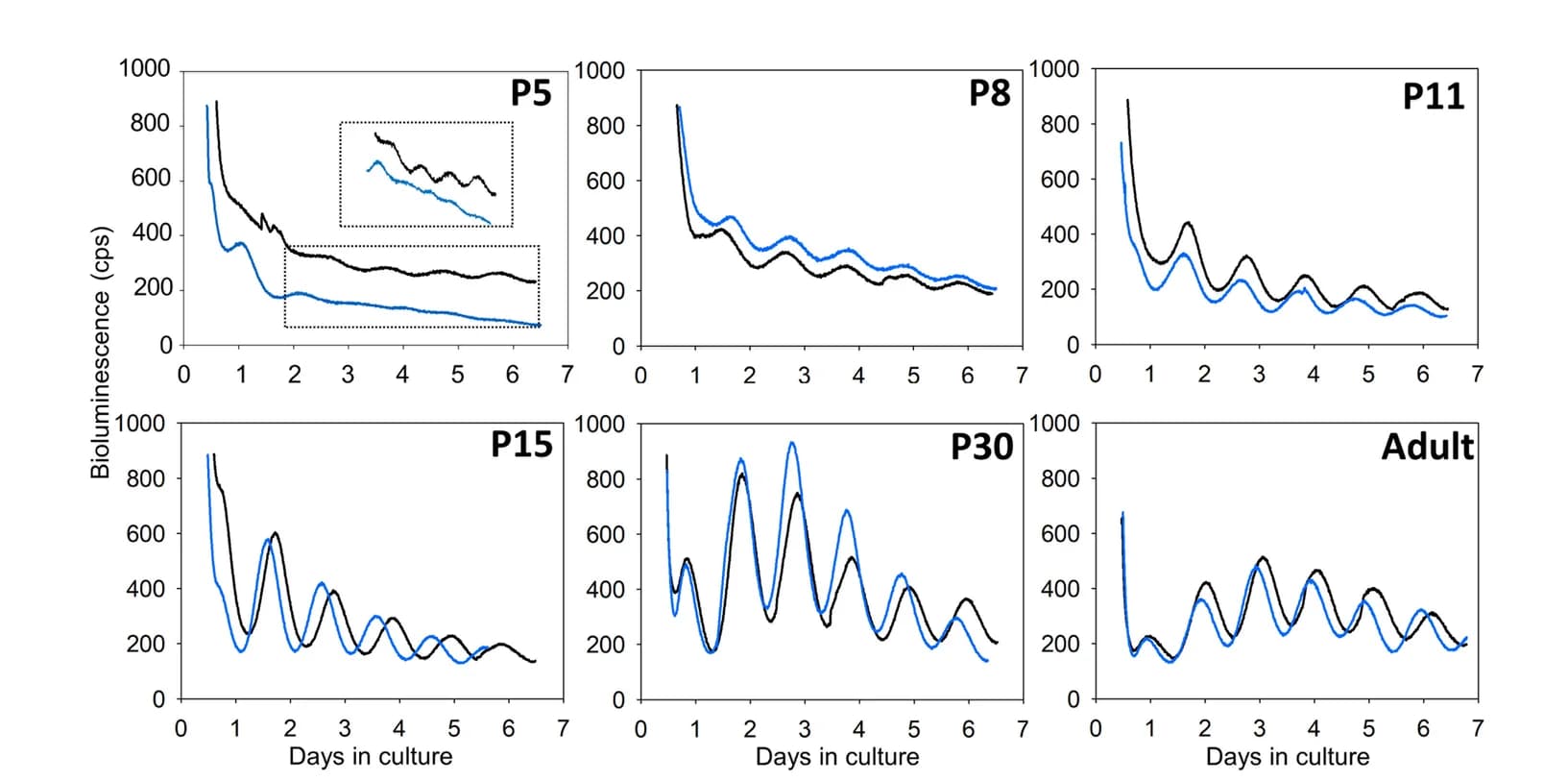 Open access visualization of Line Plot, Bioluminescence, Retinal Explants, PER2::Luc, Per2 Luc Mice