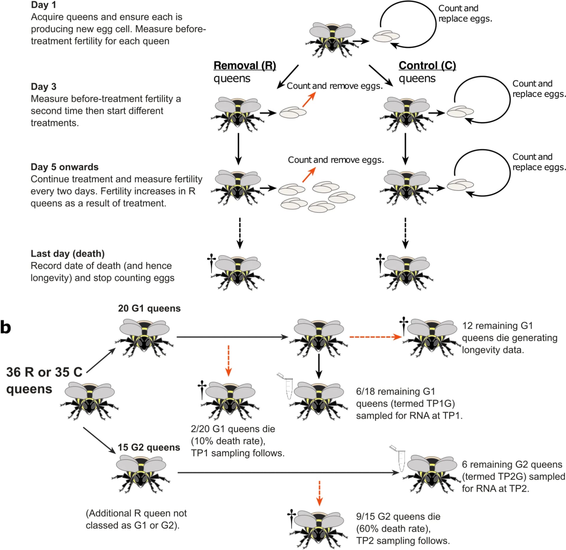 Open access visualization of Workflow, Flowchart, Experimental Design, Bombus terrestris, Reproduction