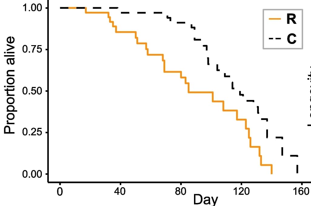 Open access visualization of Line Step, Survival Curve, Survivorship, Queens, Eggs Removed