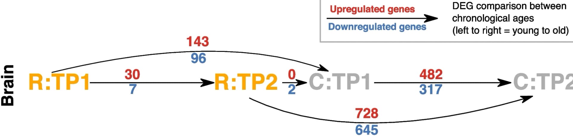 Open access visualization of Pathway, mRNA-seq, Gene Expression Profiles, Bombus terrestris, Brain