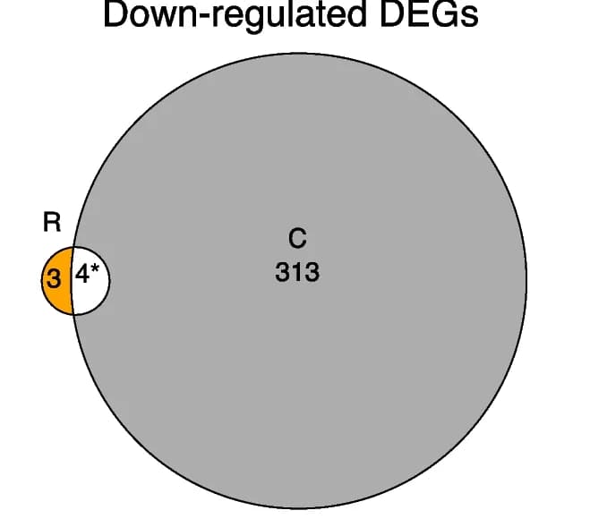 Open access visualization of Venn Diagram, Differentially Expressed Genes, Brain, Queen, mRNA