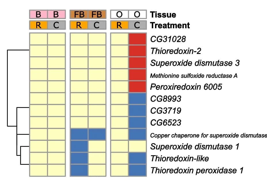 Open access visualization of Heatmap, Clustered, Enzymatic Antioxidant Gene Set, Drosophila Melanogaster, Bombus Terrestris