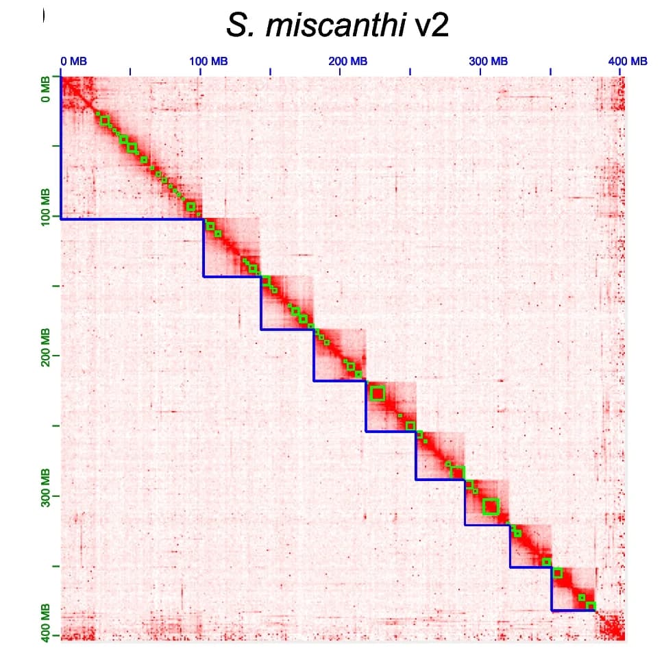Open access visualization of Heatmap, Dot Plot, MashMap, Whole Genome Alignment, S. miscanthi v2