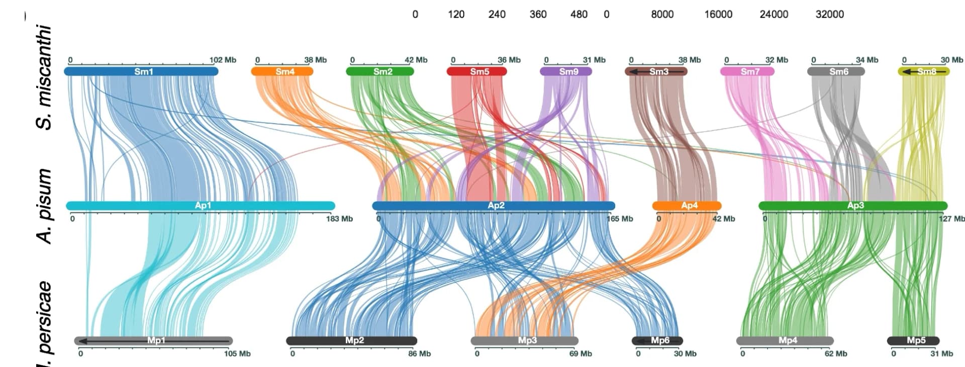 Open access visualization of Sankey, Network, Chromosome Evolution, Syntenic Genes, Dactynotine Sub-Tribe