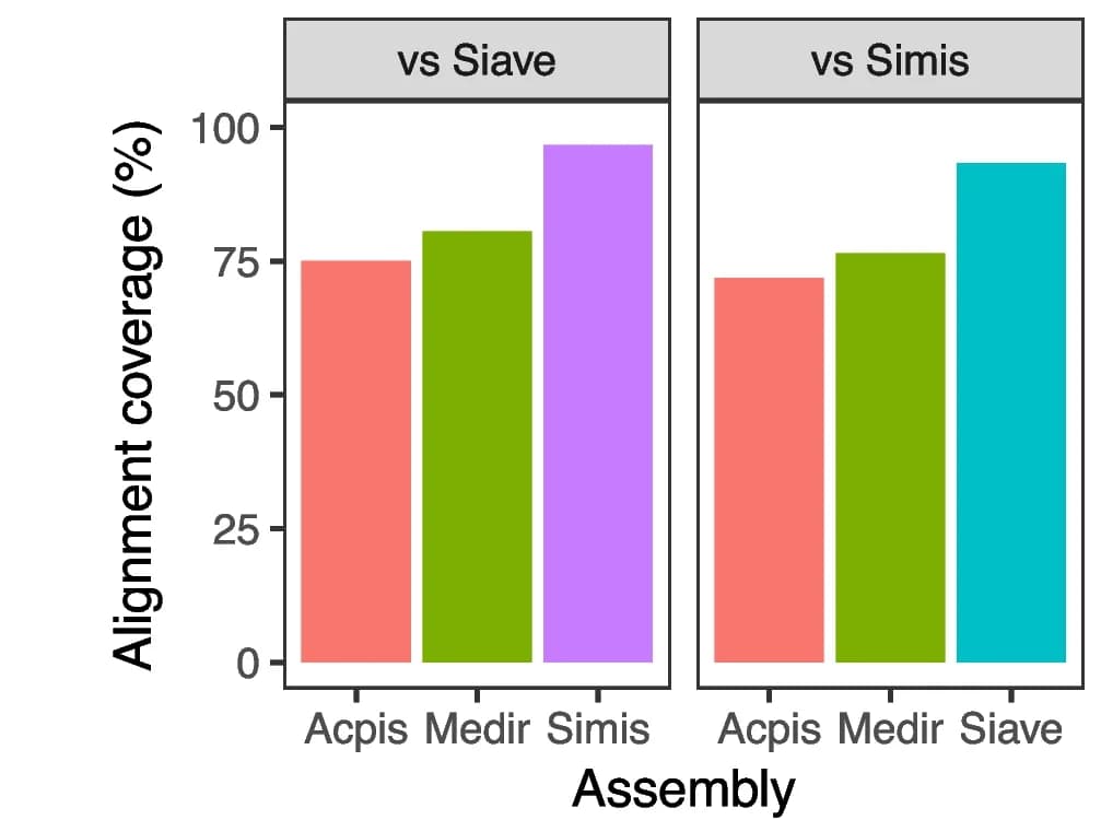 Open access visualization of Bar Plot, Genome Alignment, S. avenae, S. miscanthi, A. pisum