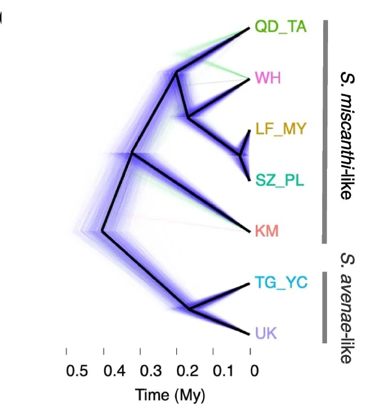 Open access visualization of Network, Pathway, Cloudogram, Time Calibrated Phylogeny, Sitobion Lineages