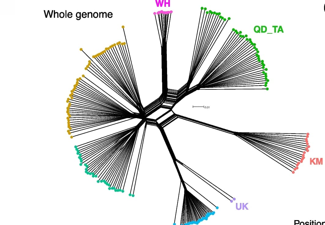 Open access visualization of Network, SplitsTree network, Phased haplotypes, SNPs, Chinese GBS samples