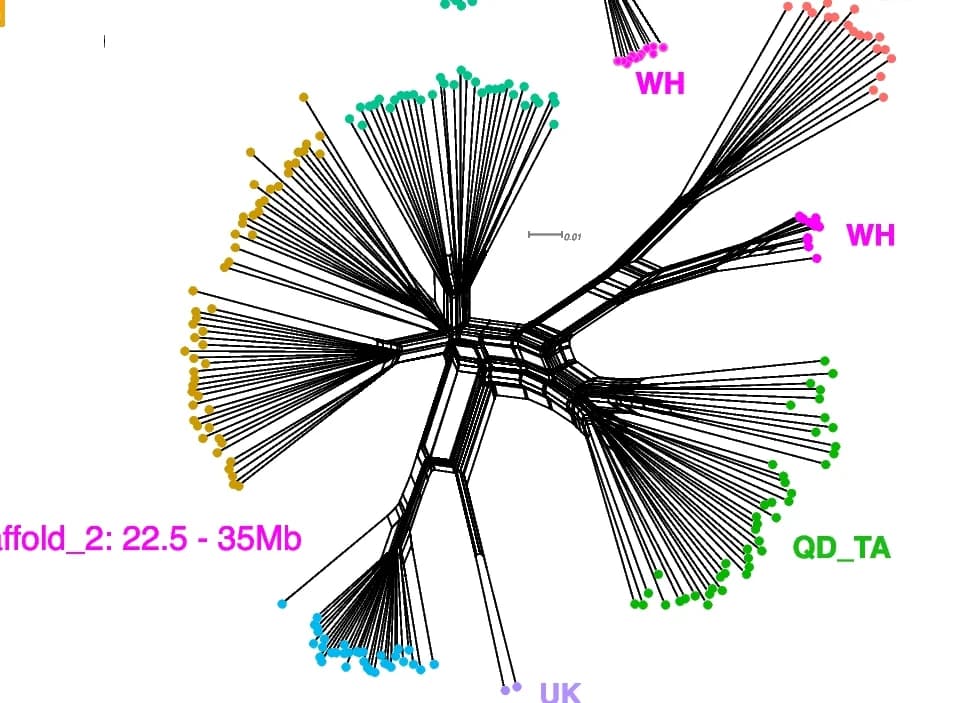 Open access visualization of Network, SplitsTree networks, Phased haplotypes, Chromosome, Lineages