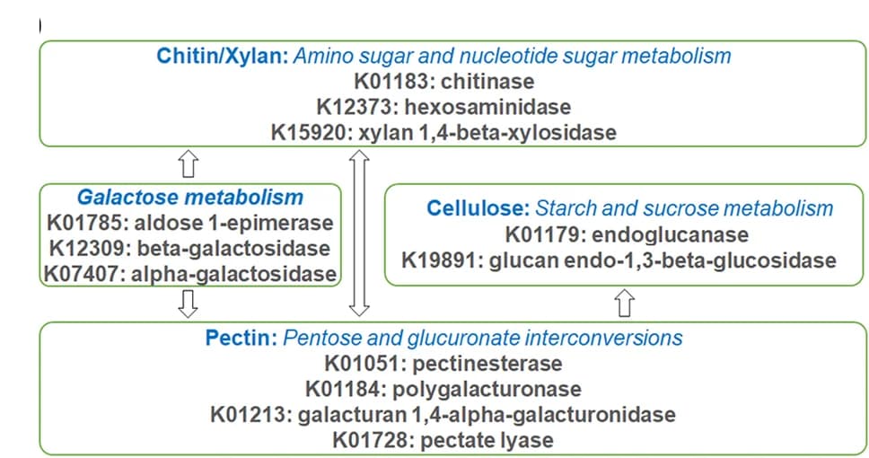 Open access visualization of Workflow, Flowchart, Secreted Proteins, Polysaccharide Metabolism, Pathways
