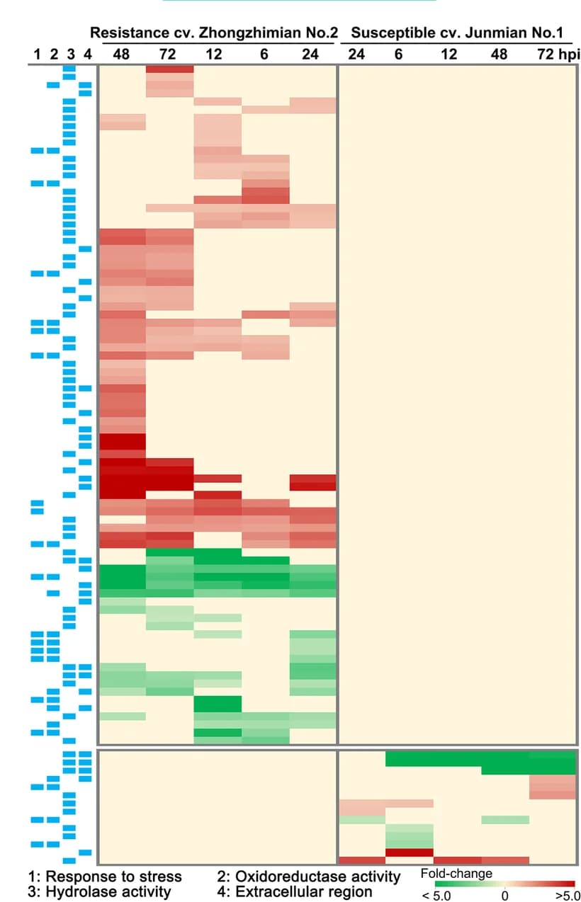 Open access visualization of Heatmap, Secretome, V. dahliae, Resistant Cultivar, Susceptible Cultivar
