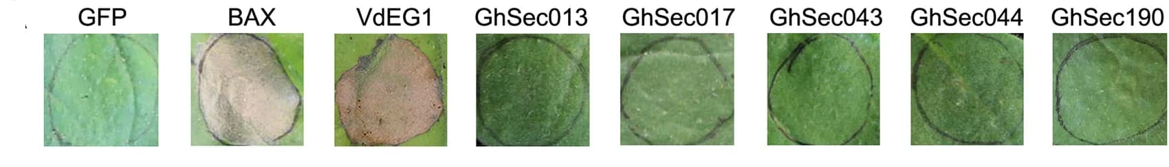 Open access visualization of Photo, Cell Death, N. Benthamiana, Secretome, Positive Controls