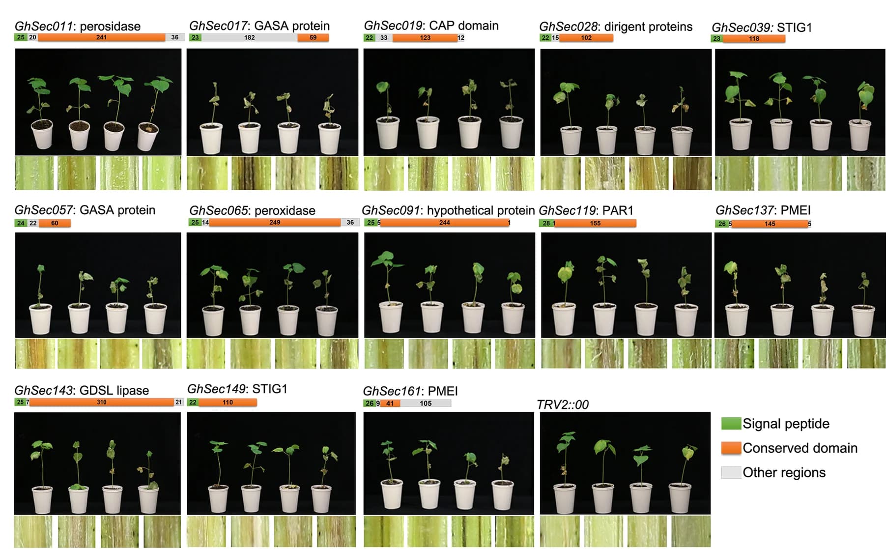 Open access visualization of Photo, Disease symptoms, Gene-silenced plants, Inoculation, Disease ratings