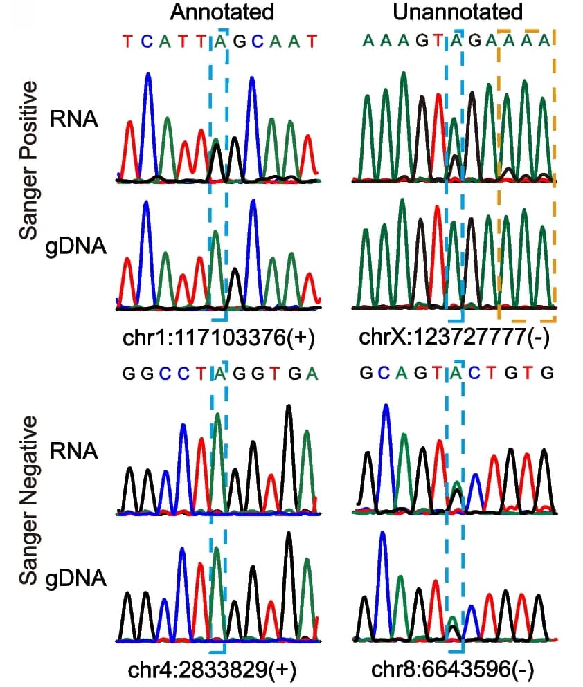 Open access visualization of Line Plot, Sanger Validation, ADAR Editing Sites, RNA, Genomic DNA