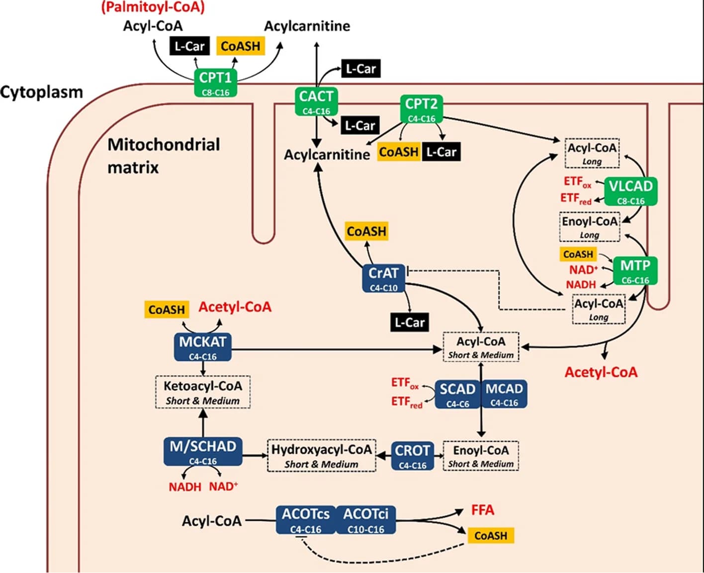 Open access visualization of Workflow, Human Hepatic Mitochondrial Fatty Acid Oxidation, Enzymes, Metabolites, Carnitine Palmitoyltransferase