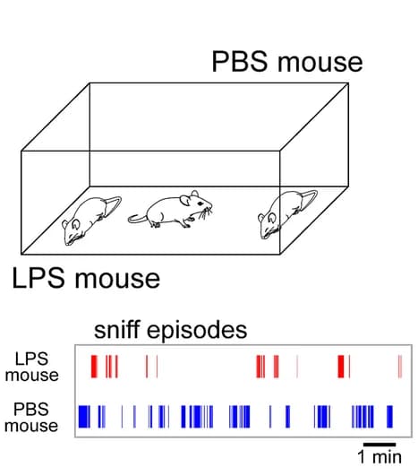 Open access visualization of Illustration, Bar Plot, Male Mice, PBS, LPS