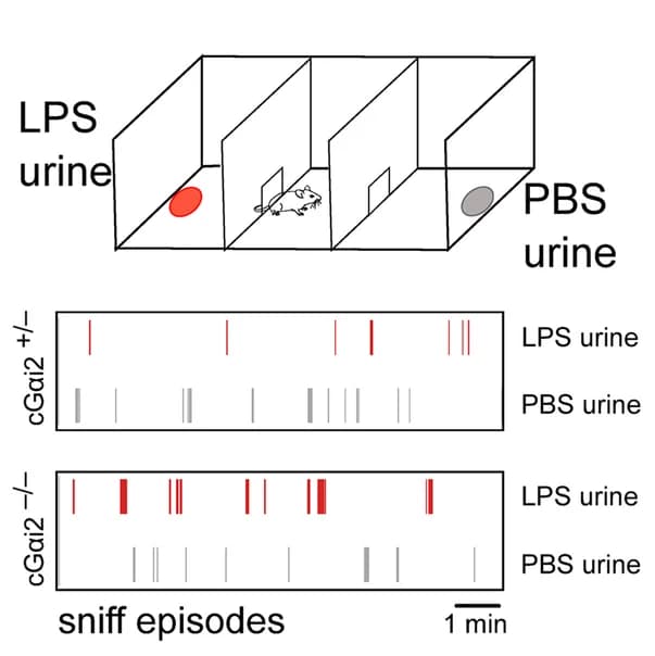 Open access visualization of Illustration, Urine, Male mice, Filter papers, LPS-urine