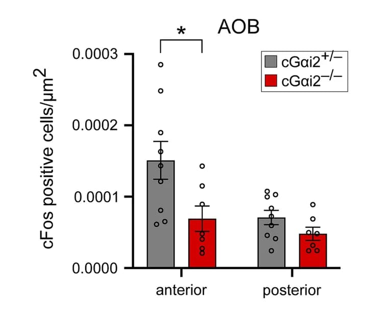 Open access visualization of Bar Plot, Error Bars, c-Fos + cells, AOB, Mice