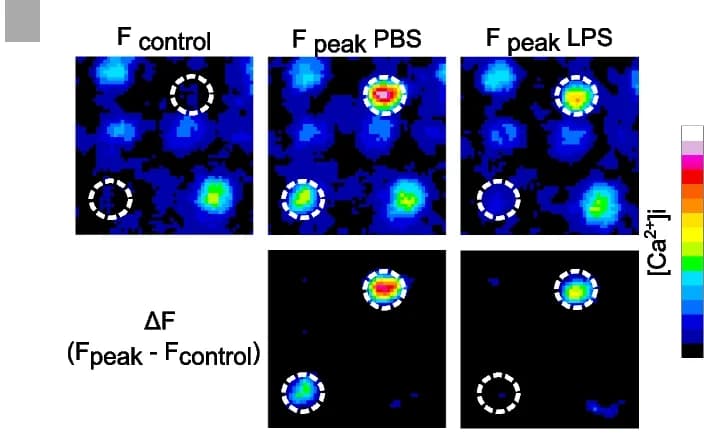 Open access visualization of Microscopy, Confocal, Imaging, Vomeronasal Organ, Calcium