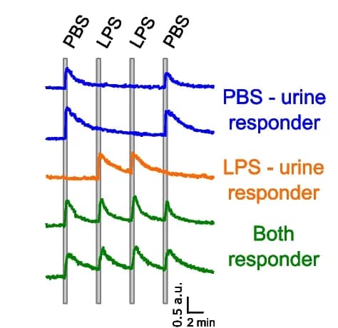 Open access visualization of Line Plot, Confocal Time-Lapse Recordings, VSN Dendritic Knobs, PBS-urine, LPS-urine
