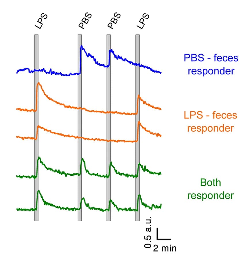 Open access visualization of Line Plot, Confocal Microscopy, Time-Lapse Recording, VSN Dendritic Knobs, PBS-feces