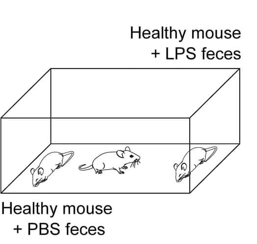 Open access visualization of Illustration, Male Mice, Feces Extract, LPS, PBS
