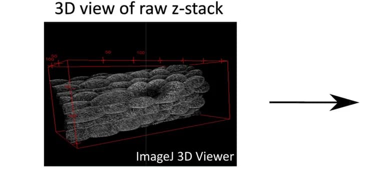 Open access visualization of 3D Plot, Confocal Z-stack, Arabidopsis Thaliana, Hypocotyl, GFP-MBD