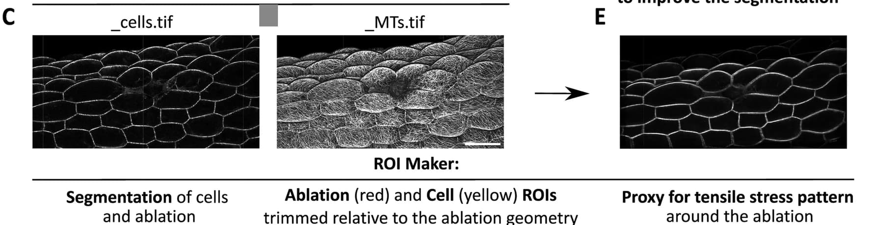 Open access visualization of Microscopy, CMTs, Epidermal Signal, Z-stack, 2D Projection