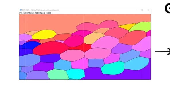 Open access visualization of Microscopy, MorphoLibJ, Morphological Segmentation, Cell Contour Image, Ablation Site