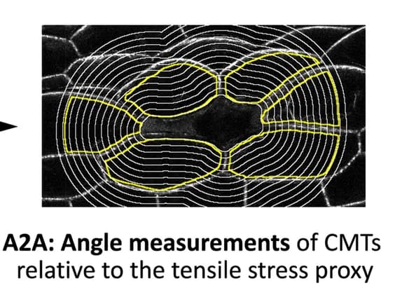 Open access visualization of Microscopy, Tensile Stress, Geometry Based Proxy, Cell Contour Image, Cell ROIs