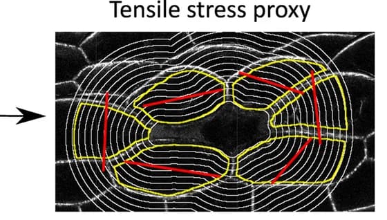 Open access visualization of Microscopy, FibrilTool, Tensile Stress, Quantification