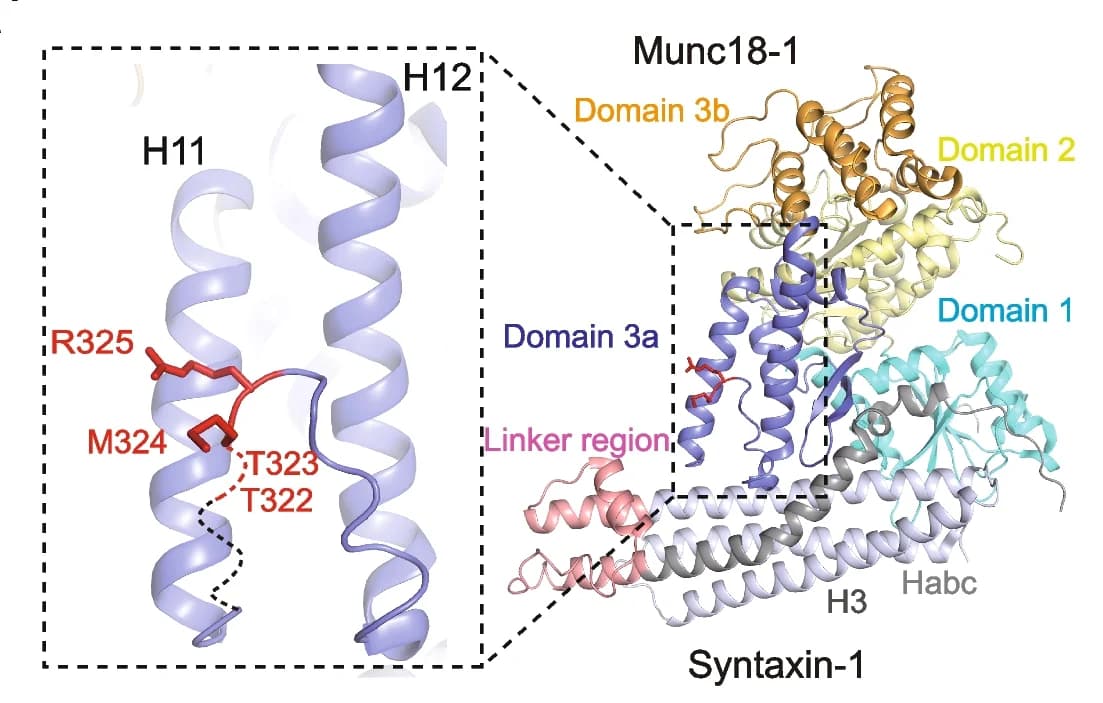 Open access visualization of Protein Structure, Crystal Structure, Munc18-1, Syx1, Mutation Sites