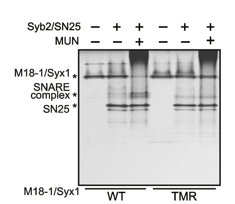 Open access visualization of Gel, Triple Mutation, Munc18-1, Syx1, SNARE Complex