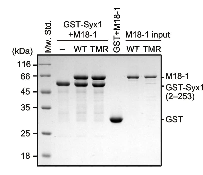 Open access visualization of Gel, TMR Mutation, Munc18-1, Syx1, GST Pull-Down Assay