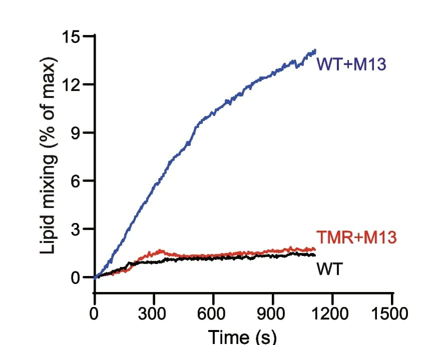 Open access visualization of Line Plot, TMR Mutation, Liposome Fusion, Munc18-1, Syx1
