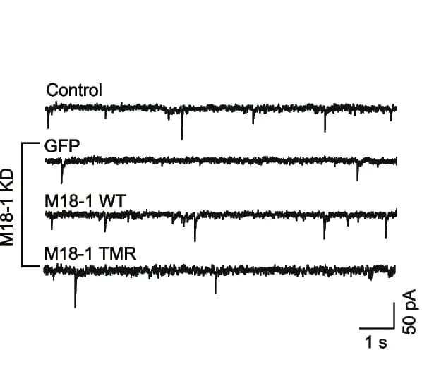 Open access visualization of Line Plot, Traces, Frequency, Amplitude, mIPSC