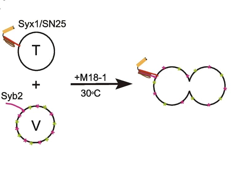 Open access visualization of Workflow, Illustration, Munc18-1, Liposome Fusion, Syb2