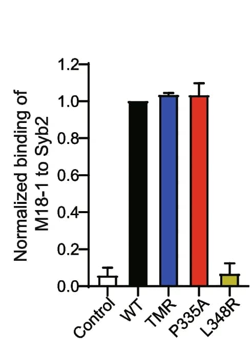 Open access visualization of Bar Plot, Error Bars, Quantification, Munc18-1, Band Density