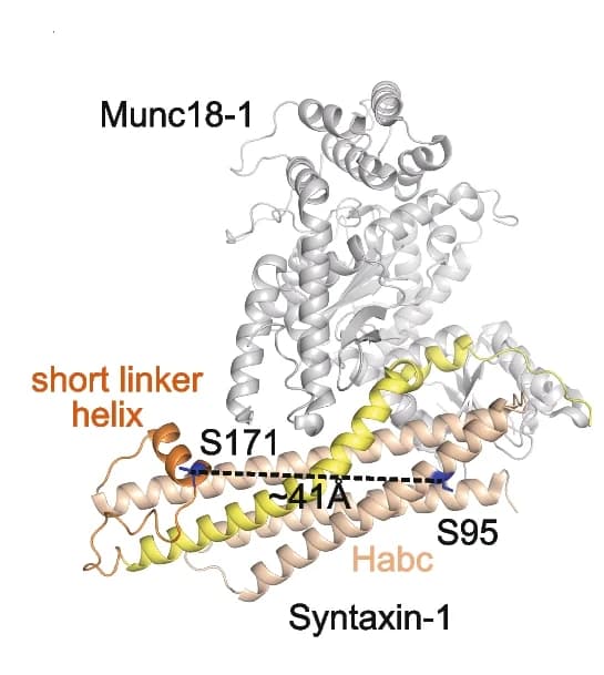 Open access visualization of Protein Structure, FRET, Syx1, Munc18-1, Crystal Structure