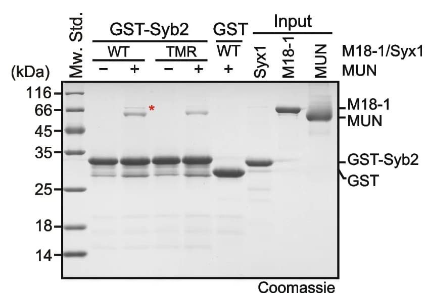 Open access visualization of Gel, TMR Mutation, Syb2 Binding, Munc18-1, Syx1